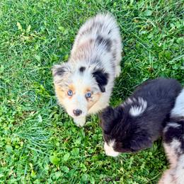 Wilma - Blue merle female Australian Shepherd puppy in Ashland, Ohio from SS Australian Shepherds