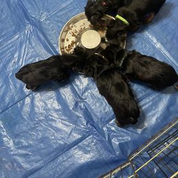 Yorkshire Terrier Puppies from Tomasa's Yorkies