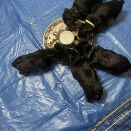 Yorkshire Terrier Puppies from Tomasa's Yorkies