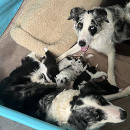 Border Collie Puppies from Roaring River Border Collies
