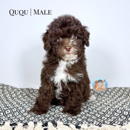 Ququ - Brown and white male Aussiedoodle puppy in Southwest Ranches, Florida from Dandy Doodle Ranch