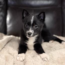 Sky - Black and white female Pomsky puppy in Ravena, New York from Osiris’s Siberians & Pomskies
