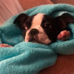 Boston Terrier Puppies from Lola’s House of Bostons & Rescue