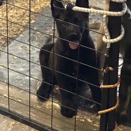 Boy 8 - Black male German Shepherd puppy in Surprise, Arizona from Vom Wustefeuer German Shepherds
