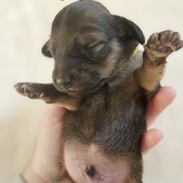 Rolo - Sable male Dachshund puppy in Loganville, Georgia from Royal Dackel Haus