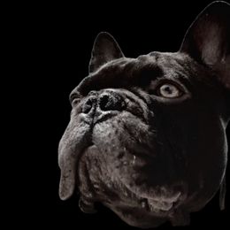 French Bulldogs from TWs Frenchies