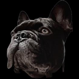 French Bulldogs from TWs Frenchies