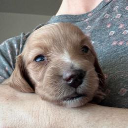 Cruiser - Cream female Dachshund puppy in Grand Junction, Colorado from Agape Dachshunds