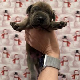Beefcake - Blue male Great Dane puppy in Jerusalem, Arkansas from Mara Danes