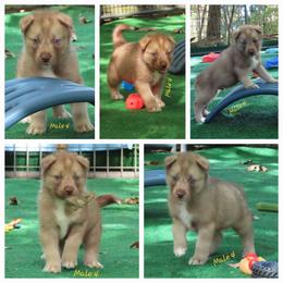 Faolan Male 4 - Red and white male Siberian Husky puppy in Hiawassee, Georgia from Chastains Huskies