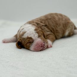 Boy 4 - Red male Bernedoodle puppy in Bellville, Ohio from Bernedoodle Buddies