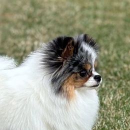 BLISS - Pomeranian