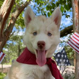 Muffin - Sable and white female Siberian Husky puppy in College Station, Texas from Texas Siberian Husky Kennels (TSHK)
