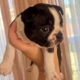Boston Terrier Puppies from West Cactus Kennels LLC