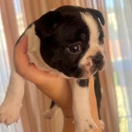Boston Terrier Puppies from West Cactus Kennels LLC