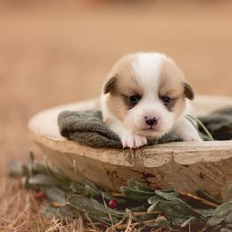 Green Collar- Male- Comet - Red male Pembroke Welsh Corgi puppy in Waverly Hall, Georgia from 6g Ranch Corgis