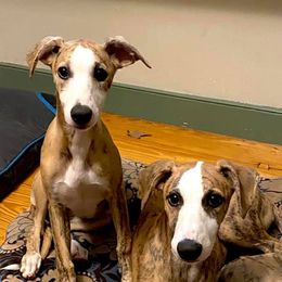 Whippet Puppies from Aristaios Farms