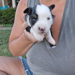 Little girl - Black & white female Toy Australian Shepherd puppy in Forney, Texas from Texas Talent Toy Aussie's and Labs
