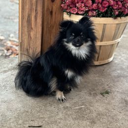 Winnie - Pomeranian