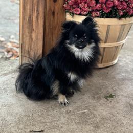 Winnie - Pomeranian