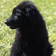 Belgian Sheepdog Puppies from Renee's Belgian Sheepdogs