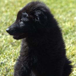 Belgian Sheepdog Puppies from Renee's Belgian Sheepdogs