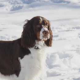 Australian Shepherds, Black and Tan Coonhounds, English Springer Spaniels, and Poodles from Aspenleiter’s Ranch Hands
