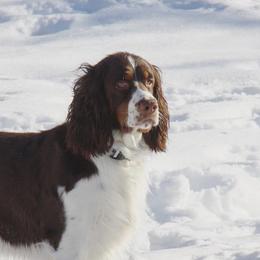 Australian Shepherds, Black and Tan Coonhounds, English Springer Spaniels, and Poodles from Aspenleiter’s Ranch Hands