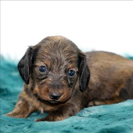 Male 1 - Chocolate male Dachshund puppy in Childress, Texas from Taylor Farms