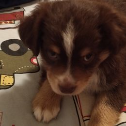 Australian Shepherds from Rustic Canyon Acres