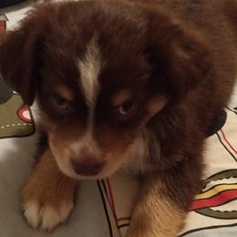 Australian Shepherds from Rustic Canyon Acres