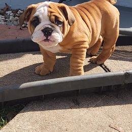 Bulldog Puppies from Mary Estabrook