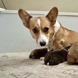 American Corgi Puppies from Patriot American Corgi