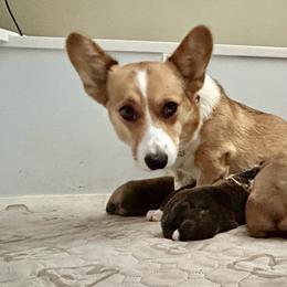 American Corgi Puppies from Patriot American Corgi