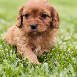 Kion - Red male Cavapoo puppy in Miami, Oklahoma from BriarCreek Cavapoos