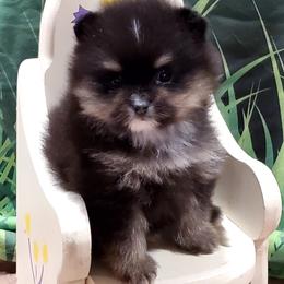 Trixie - Black and tan female Pomeranian puppy in Forsyth, Illinois from Brenda's Pomeranians - Amazing Grace Pomeranians