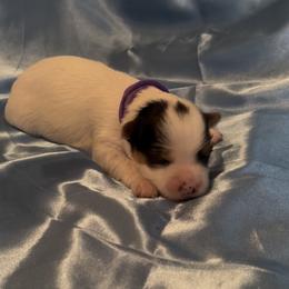 Paisley - Parti female Yorkshire Terrier puppy in Wagoner, Oklahoma from Rosenthal Yorkies