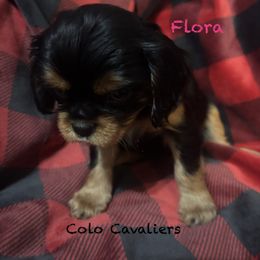 Flora - Black and tan female Cavalier King Charles Spaniel puppy in Leonard, Michigan from CoLo Cavaliers