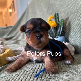 AKC Bruce - Black and gold male Yorkshire Terrier puppy in Hertford, North Carolina from Peters Pups AKC Yorkshire Terriers