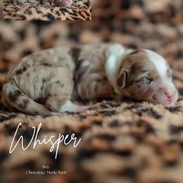 Whisper - Brown merle male Aussiedoodle puppy in Inman, South Carolina from Dark Corner Doodles