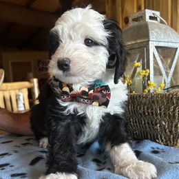 Cockapoo, Sheepadoodle, and Whoodle Puppies from Saddle Mountain Doodles