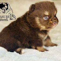 Pomeranian Puppies from Treasured Jewels Pomeranians