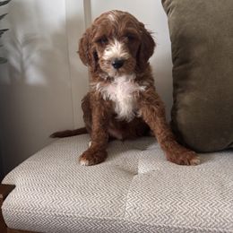 Firefly - Red  male Goldendoodle puppy in Jonesborough, Tennessee from Ruby Red Goldendoodles
