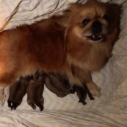 Donna - Pekingese