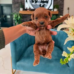Bernedoodle, Cavapoo, Cavapoochon, Goldendoodle, Poodle, and Yorkipoo Puppies from Anchor Dogs