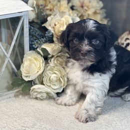 Havanese Puppies from Arabella Havanese