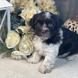 Havanese Puppies from Arabella Havanese