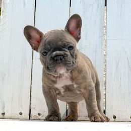 French Bulldog Puppies from Flawlessly French Bulldogs