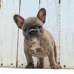 French Bulldog Puppies from Flawlessly French Bulldogs