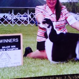 amber  - Cocker Spaniel